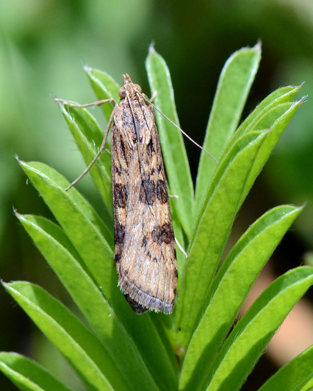 Crambidae Nomophila noctuella ?